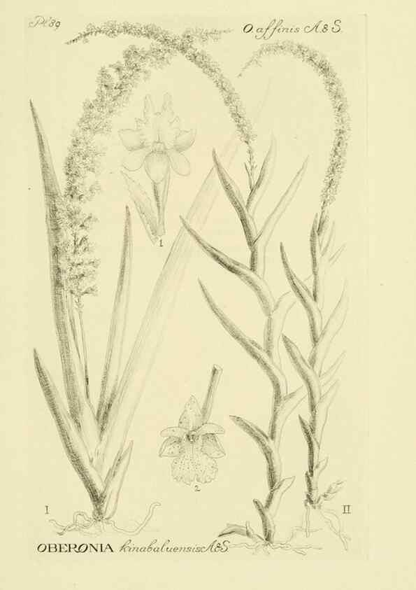 Reproducción/Reproduction 48871590077: Orchidaceae:. Boston,Houghton, Mifflin,1905-22.. 