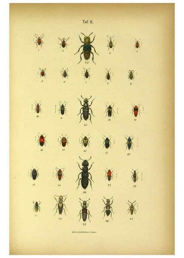 Reproducción/Reproduction 48902993446: C. G. Calwers Käferbuch;. Stuttgart,J. Hoffman[1883]. 