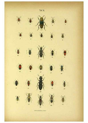 Reproducción/Reproduction 48902993446: C. G. Calwers Käferbuch;. Stuttgart,J. Hoffman[1883]. 