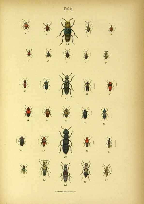 Reproducción/Reproduction 48902993446: C. G. Calwers Käferbuch;. Stuttgart,J. Hoffman[1883]. 