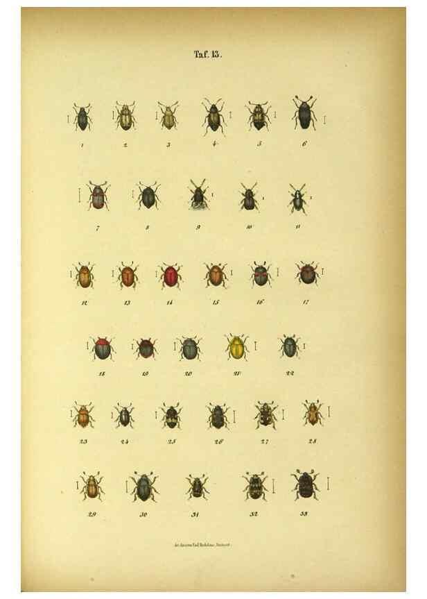 Reproducción/Reproduction 48903201172: C. G. Calwers Käferbuch;. Stuttgart,J. Hoffman[1883]. 