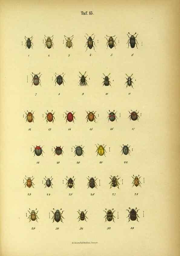 Reproducción/Reproduction 48903201172: C. G. Calwers Käferbuch;. Stuttgart,J. Hoffman[1883]. 