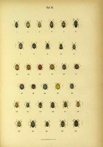 Reproducción/Reproduction 48903201172: C. G. Calwers Käferbuch;. Stuttgart,J. Hoffman[1883]. 