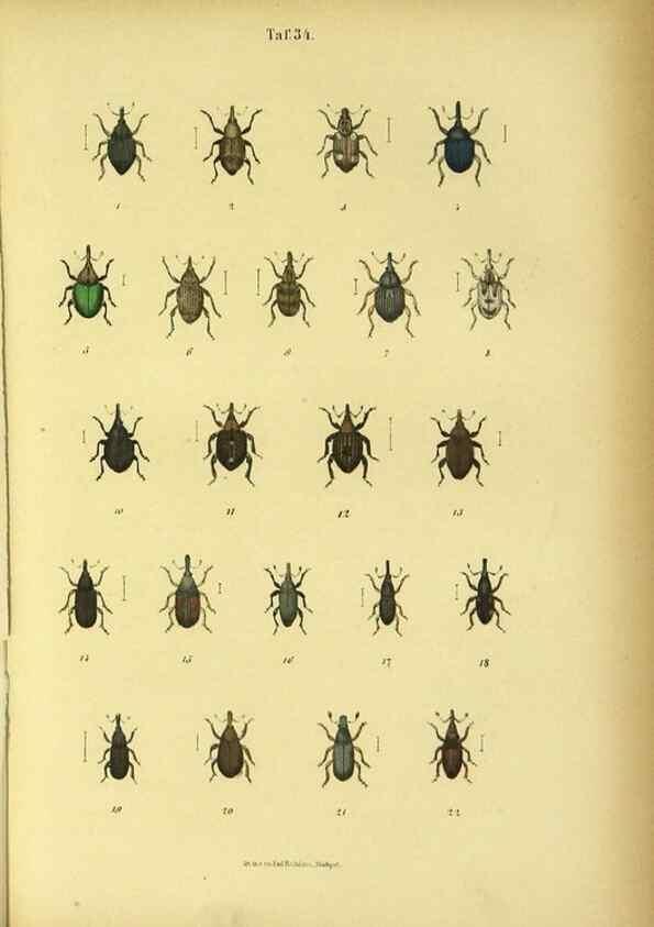 Reproducción/Reproduction 48902475198: C. G. Calwers Käferbuch;. Stuttgart,J. Hoffman[1883]. 