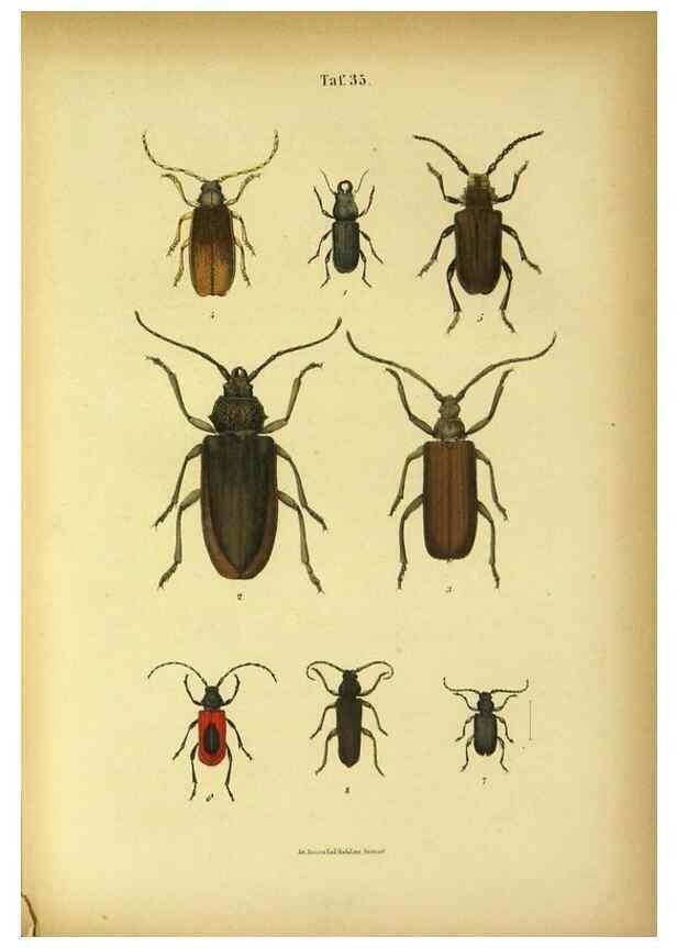Reproducción/Reproduction 48903001411: C. G. Calwers Käferbuch;. Stuttgart,J. Hoffman[1883]. 