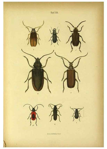 Reproducción/Reproduction 48903001411: C. G. Calwers Käferbuch;. Stuttgart,J. Hoffman[1883]. 