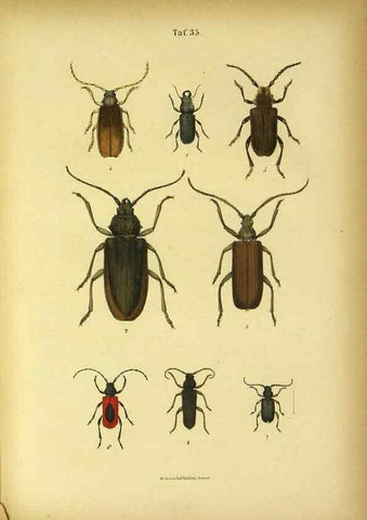Reproducción/Reproduction 48903001411: C. G. Calwers Käferbuch;. Stuttgart,J. Hoffman[1883]. 