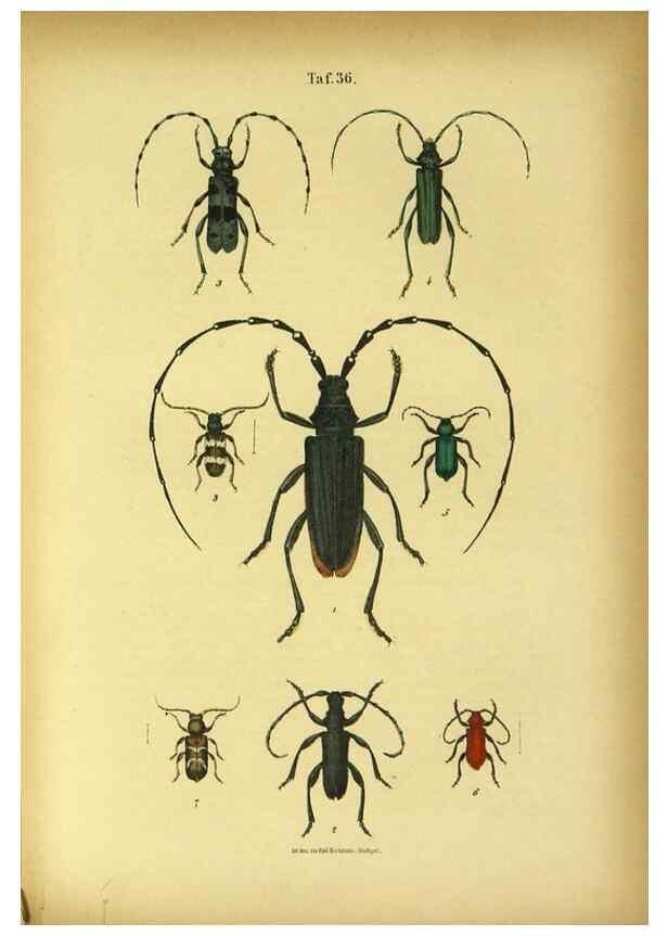 Reproducción/Reproduction 48903017921: C. G. Calwers Käferbuch;. Stuttgart,J. Hoffman[1883]. 