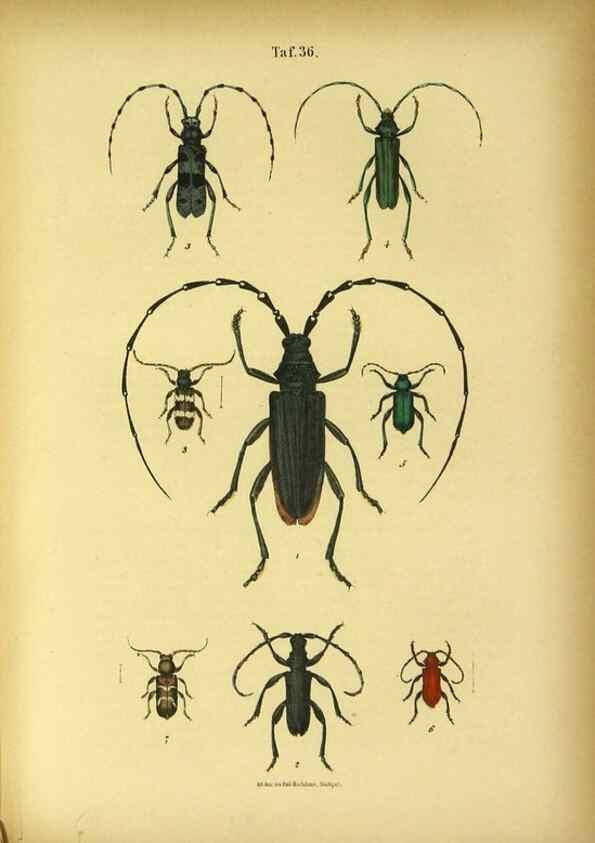 Reproducción/Reproduction 48903017921: C. G. Calwers Käferbuch;. Stuttgart,J. Hoffman[1883]. 