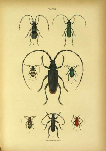 Reproducción/Reproduction 48903017921: C. G. Calwers Käferbuch;. Stuttgart,J. Hoffman[1883]. 