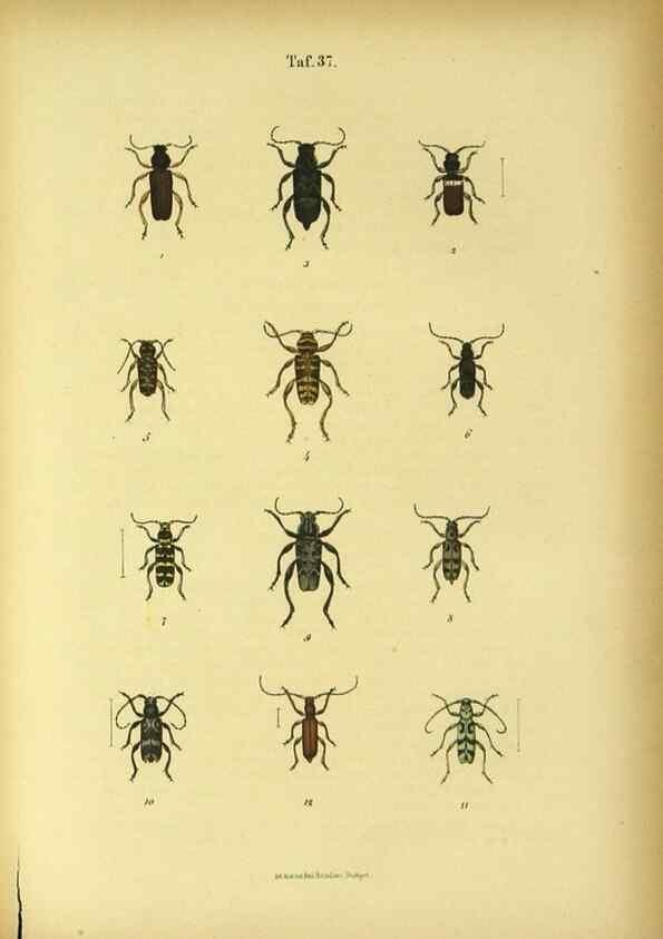 Reproducción/Reproduction 48903224762: C. G. Calwers Käferbuch;. Stuttgart,J. Hoffman[1883]. 