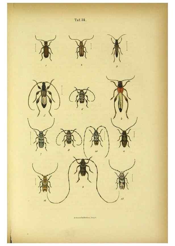 Reproducción/Reproduction 48902492808: C. G. Calwers Käferbuch;. Stuttgart,J. Hoffman[1883]. 