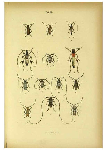 Reproducción/Reproduction 48902492808: C. G. Calwers Käferbuch;. Stuttgart,J. Hoffman[1883]. 
