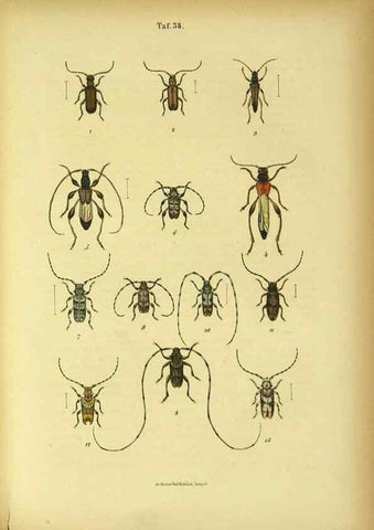 Reproducción/Reproduction 48902492808: C. G. Calwers Käferbuch;. Stuttgart,J. Hoffman[1883]. 