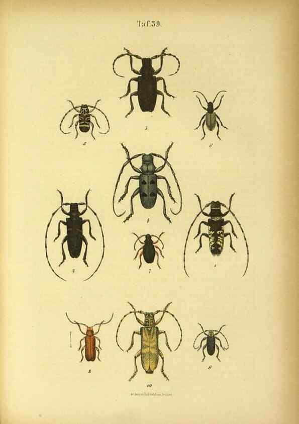 Reproducción/Reproduction 48903225252: C. G. Calwers Käferbuch;. Stuttgart,J. Hoffman[1883]. 