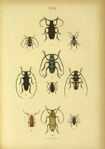 Reproducción/Reproduction 48903225252: C. G. Calwers Käferbuch;. Stuttgart,J. Hoffman[1883]. 