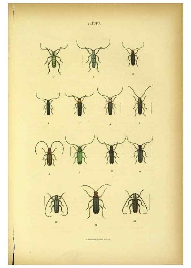 Reproducción/Reproduction 48903018826: C. G. Calwers Käferbuch;. Stuttgart,J. Hoffman[1883]. 
