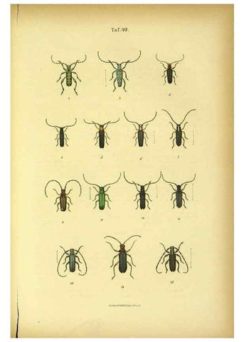 Reproducción/Reproduction 48903018826: C. G. Calwers Käferbuch;. Stuttgart,J. Hoffman[1883]. 
