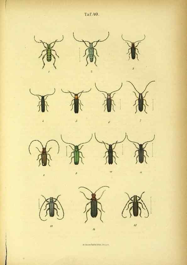 Reproducción/Reproduction 48903018826: C. G. Calwers Käferbuch;. Stuttgart,J. Hoffman[1883]. 