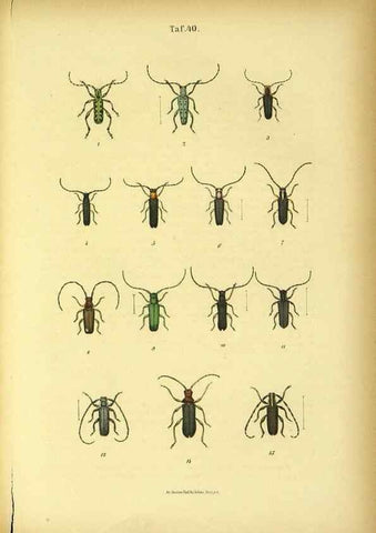 Reproducción/Reproduction 48903018826: C. G. Calwers Käferbuch;. Stuttgart,J. Hoffman[1883]. 