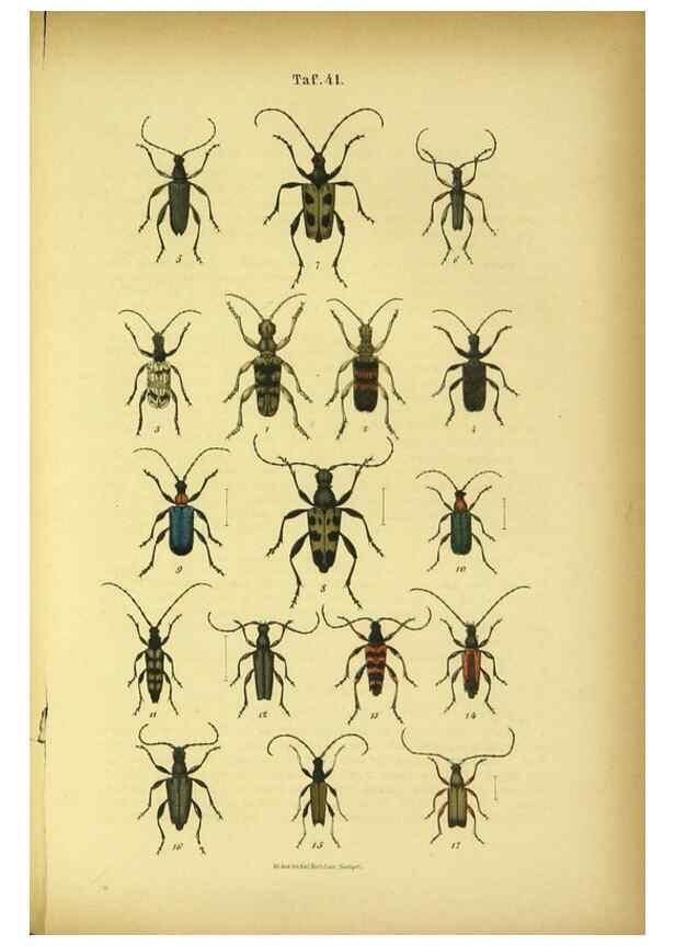 Reproducción/Reproduction 48903019121: C. G. Calwers Käferbuch;. Stuttgart,J. Hoffman[1883]. 