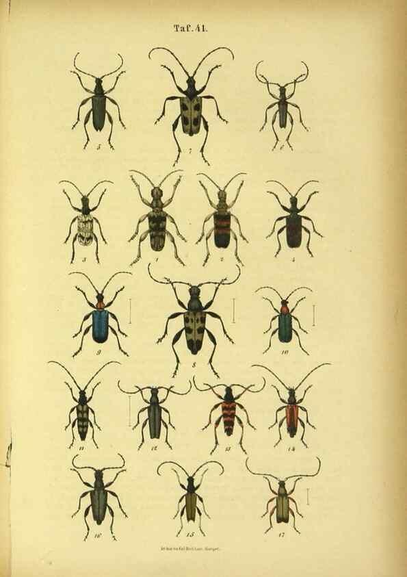 Reproducción/Reproduction 48903019121: C. G. Calwers Käferbuch;. Stuttgart,J. Hoffman[1883]. 