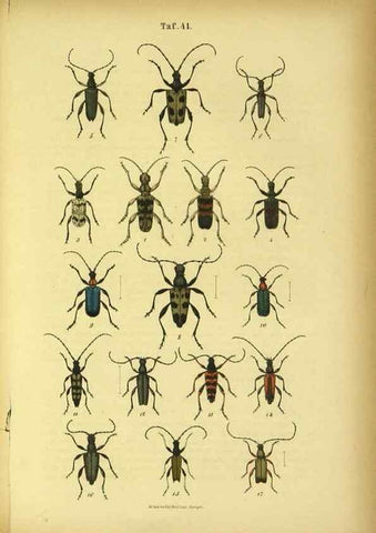 Reproducción/Reproduction 48903019121: C. G. Calwers Käferbuch;. Stuttgart,J. Hoffman[1883]. 