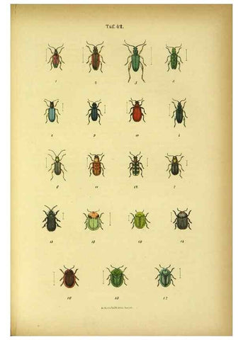 Reproducción/Reproduction 48903226057: C. G. Calwers Käferbuch;. Stuttgart,J. Hoffman[1883]. 