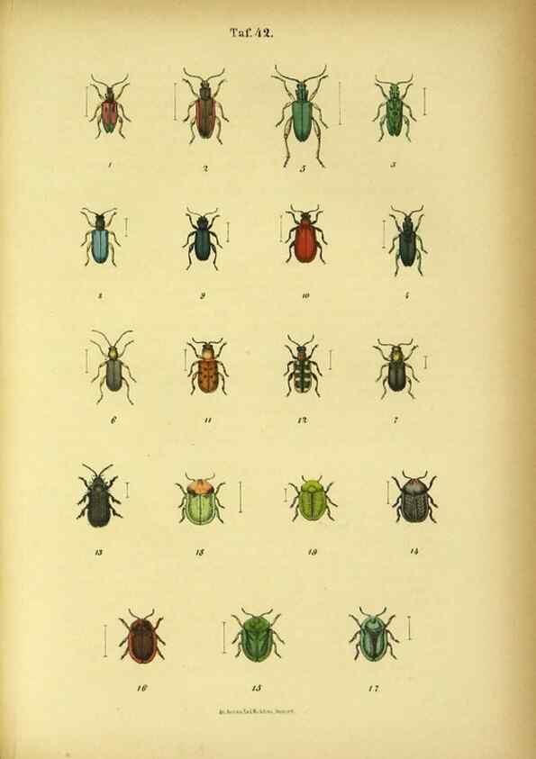 Reproducción/Reproduction 48903226057: C. G. Calwers Käferbuch;. Stuttgart,J. Hoffman[1883]. 