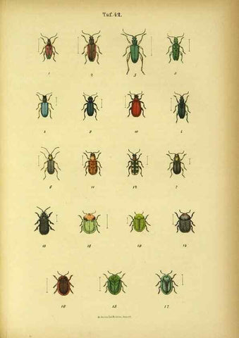 Reproducción/Reproduction 48903226057: C. G. Calwers Käferbuch;. Stuttgart,J. Hoffman[1883]. 