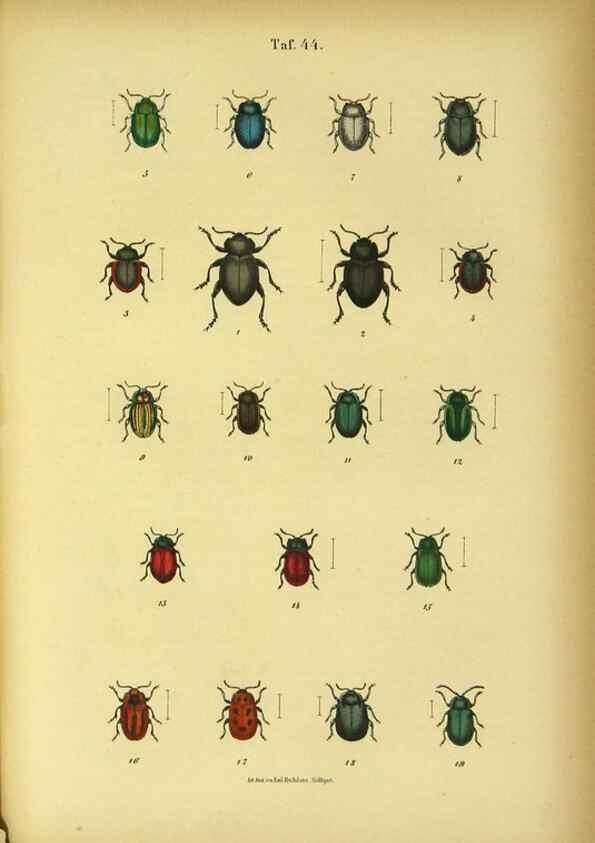 Reproducción/Reproduction 48902494278: C. G. Calwers Käferbuch;. Stuttgart,J. Hoffman[1883]. 