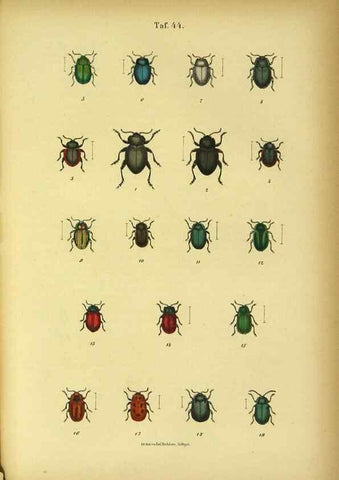 Reproducción/Reproduction 48902494278: C. G. Calwers Käferbuch;. Stuttgart,J. Hoffman[1883]. 