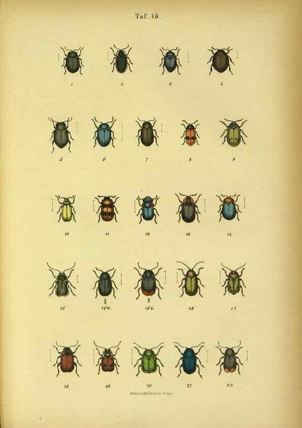 Reproducción/Reproduction 48903226707: C. G. Calwers Käferbuch;. Stuttgart,J. Hoffman[1883]. 