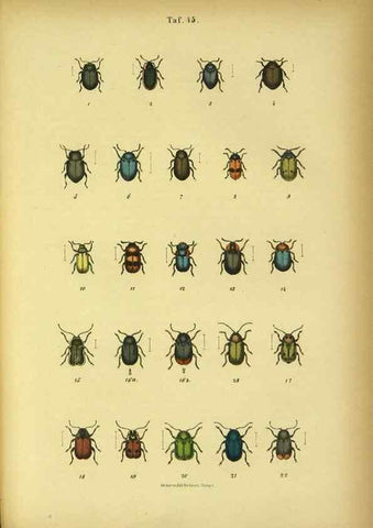 Reproducción/Reproduction 48903226707: C. G. Calwers Käferbuch;. Stuttgart,J. Hoffman[1883]. 