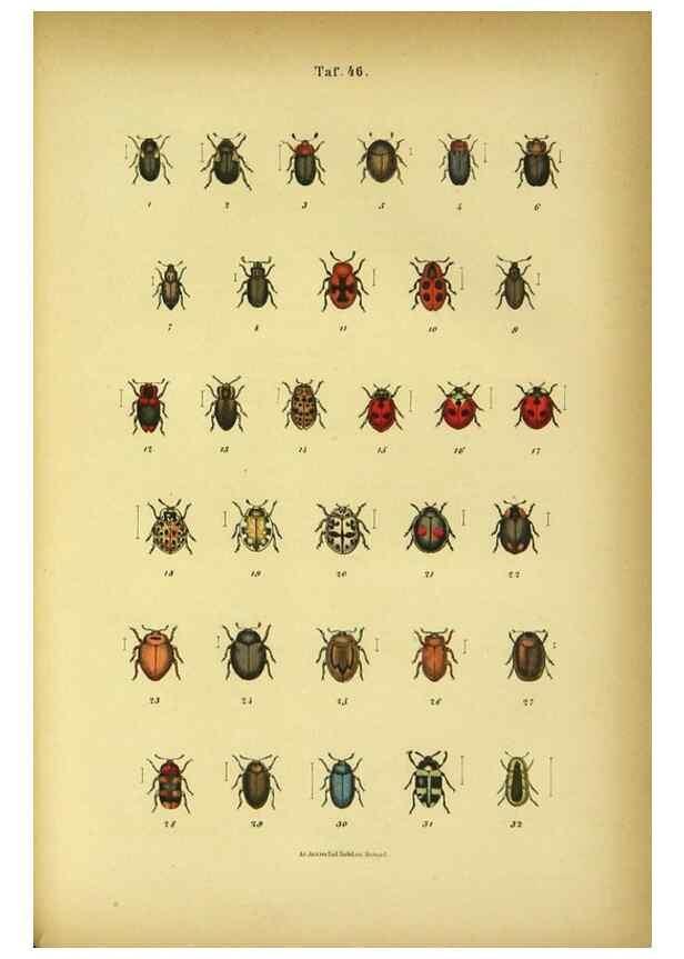 Reproducción/Reproduction 48903020306: C. G. Calwers Käferbuch;. Stuttgart,J. Hoffman[1883]. 