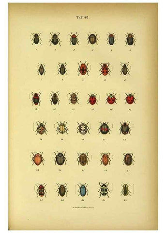 Reproducción/Reproduction 48903020306: C. G. Calwers Käferbuch;. Stuttgart,J. Hoffman[1883]. 