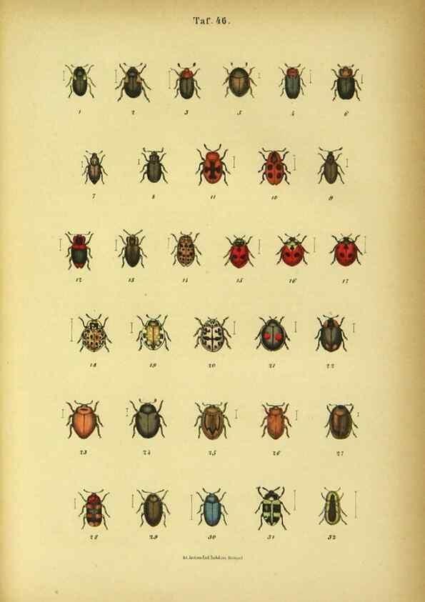 Reproducción/Reproduction 48903020306: C. G. Calwers Käferbuch;. Stuttgart,J. Hoffman[1883]. 