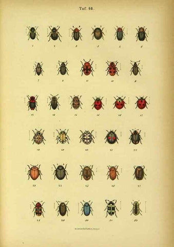Reproducción/Reproduction 48903020306: C. G. Calwers Käferbuch;. Stuttgart,J. Hoffman[1883]. 