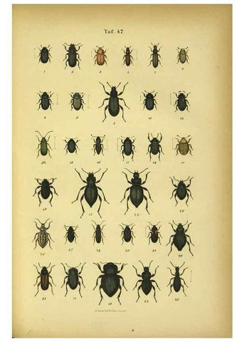 Reproducción/Reproduction 48902494888: C. G. Calwers Käferbuch;. Stuttgart,J. Hoffman[1883]. 