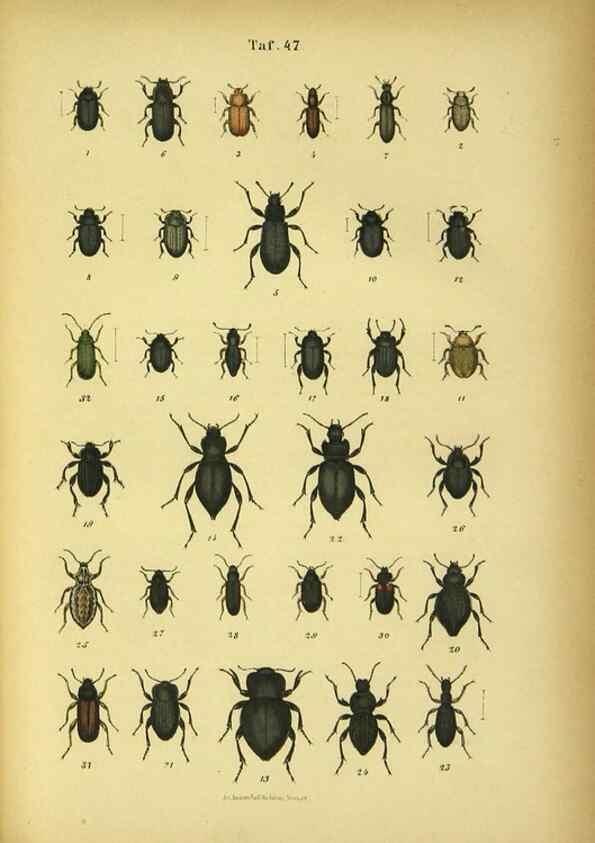 Reproducción/Reproduction 48902494888: C. G. Calwers Käferbuch;. Stuttgart,J. Hoffman[1883]. 