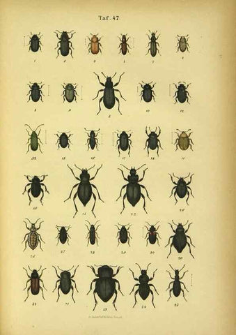 Reproducción/Reproduction 48902494888: C. G. Calwers Käferbuch;. Stuttgart,J. Hoffman[1883]. 