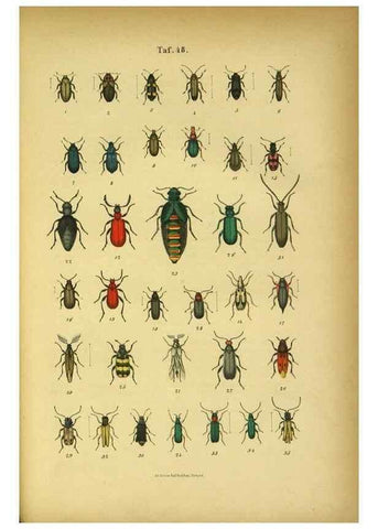 Reproducción/Reproduction 48903020856: C. G. Calwers Käferbuch;. Stuttgart,J. Hoffman[1883]. 
