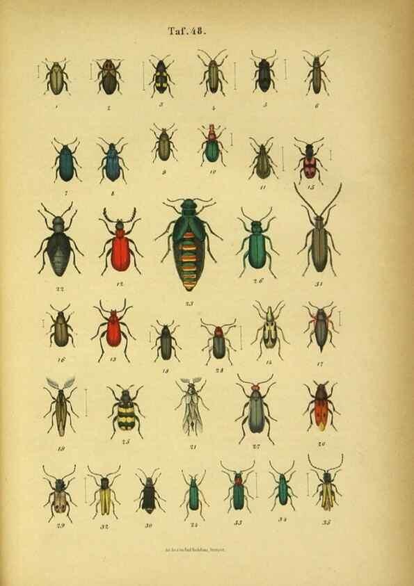 Reproducción/Reproduction 48903020856: C. G. Calwers Käferbuch;. Stuttgart,J. Hoffman[1883]. 