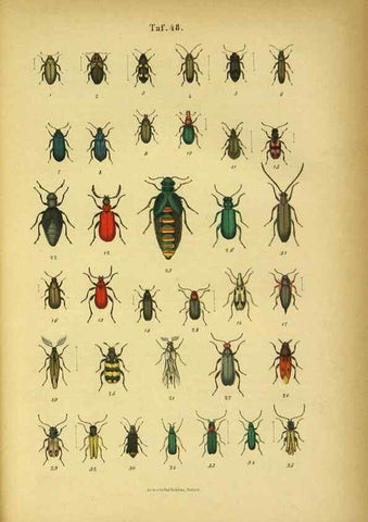 Reproducción/Reproduction 48903020856: C. G. Calwers Käferbuch;. Stuttgart,J. Hoffman[1883]. 