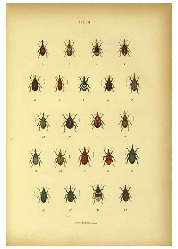 Reproducción/Reproduction 48902474948: C. G. Calwers Käferbuch;. Stuttgart,J. Hoffman[1883]. 