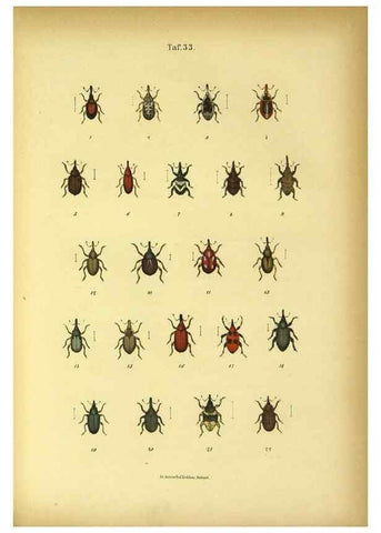 Reproducción/Reproduction 48902474948: C. G. Calwers Käferbuch;. Stuttgart,J. Hoffman[1883]. 