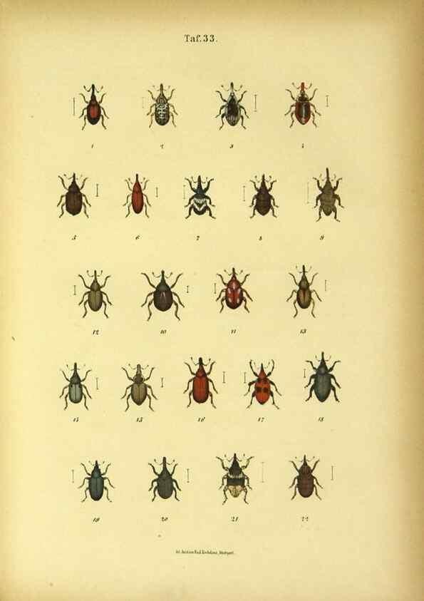 Reproducción/Reproduction 48902474948: C. G. Calwers Käferbuch;. Stuttgart,J. Hoffman[1883]. 