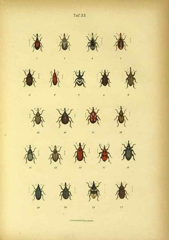 Reproducción/Reproduction 48902474948: C. G. Calwers Käferbuch;. Stuttgart,J. Hoffman[1883]. 