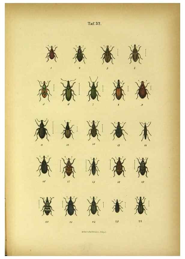 Reproducción/Reproduction 48903207637: C. G. Calwers Käferbuch;. Stuttgart,J. Hoffman[1883]. 