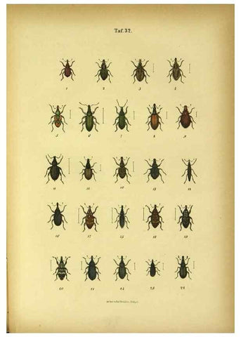 Reproducción/Reproduction 48903207637: C. G. Calwers Käferbuch;. Stuttgart,J. Hoffman[1883]. 